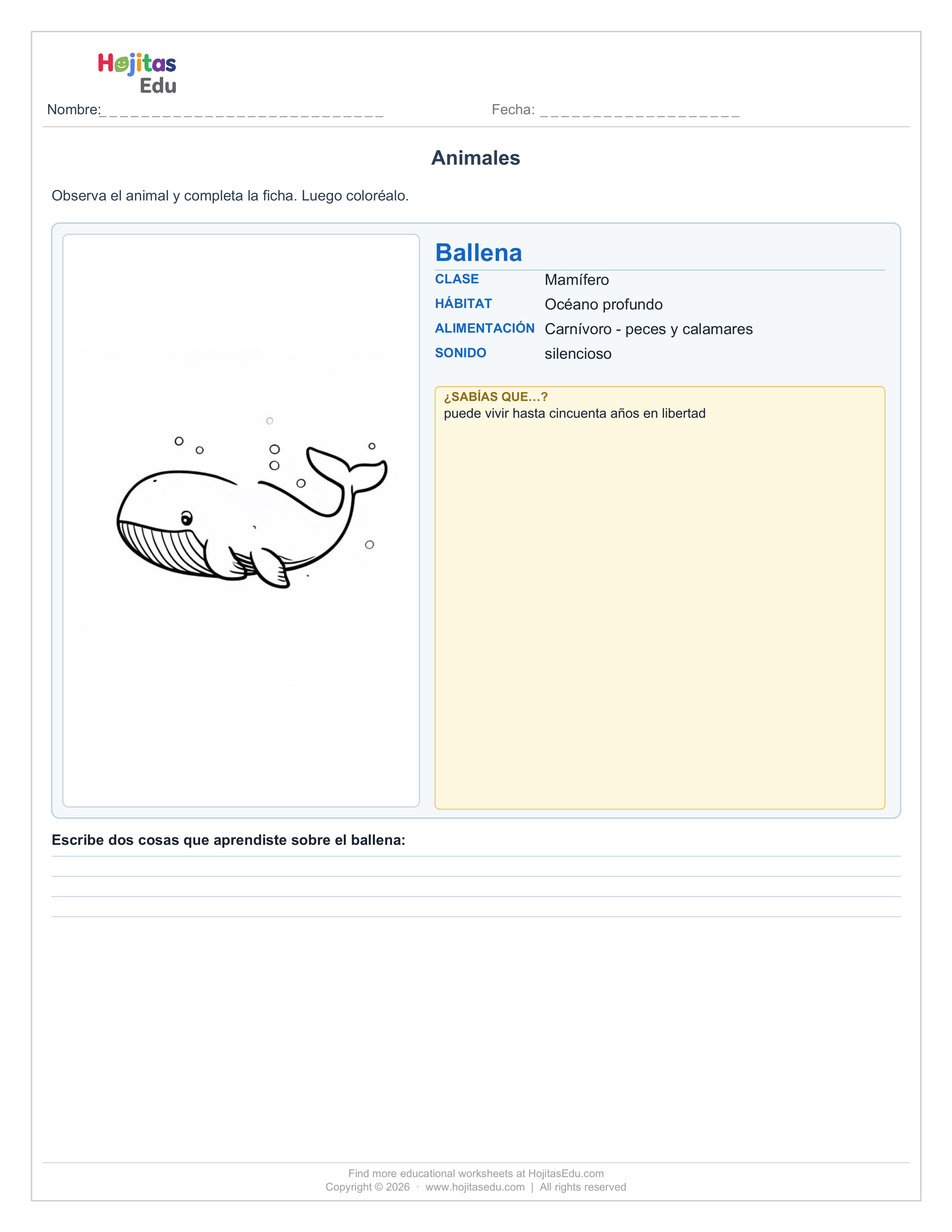 Ficha de la Ballena — Hábitat, Alimentación y Datos Curiosos