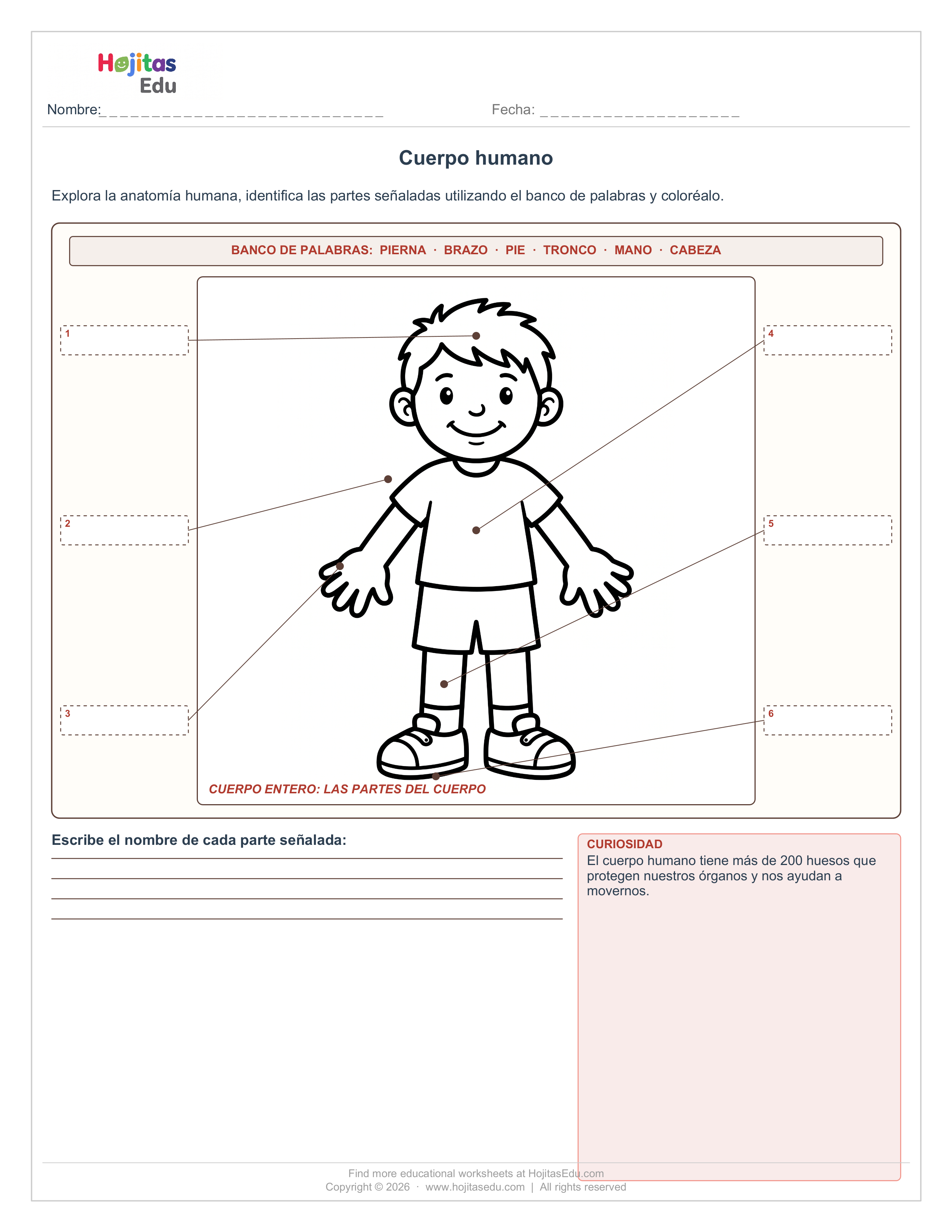 Dibuja y Etiqueta las Partes del Cuerpo — Ficha con Curiosidad