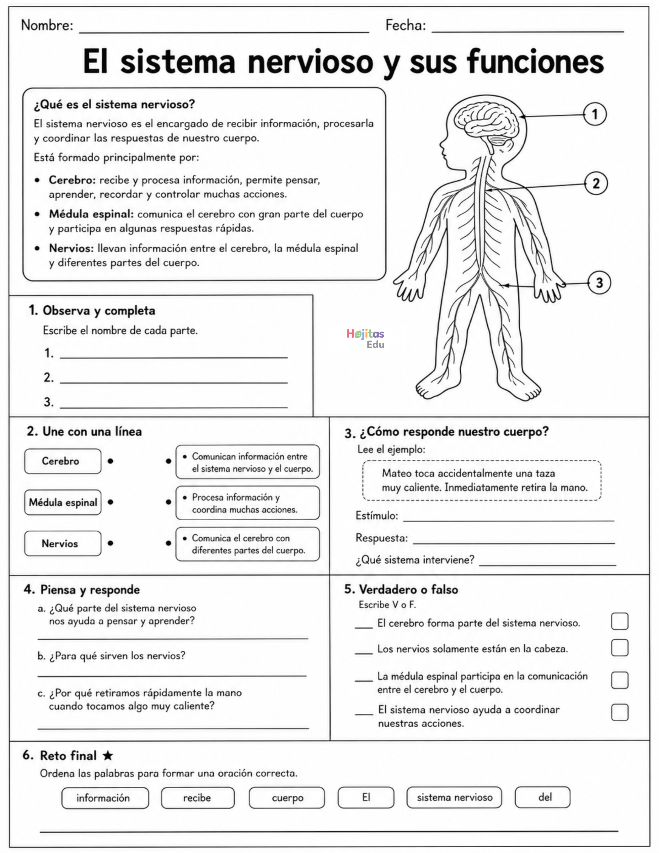 El sistema nervioso y sus funciones