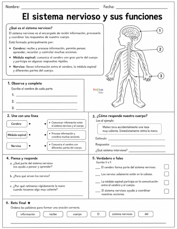 El sistema nervioso y sus funciones