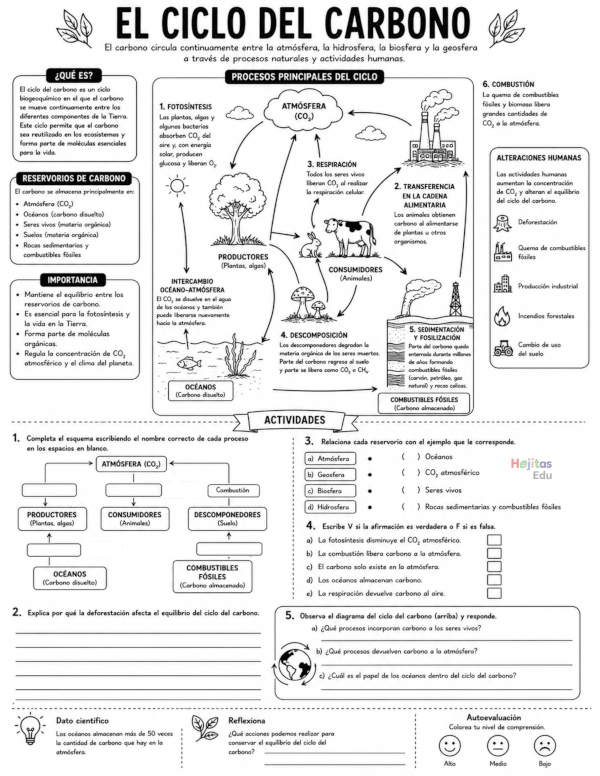 El Ciclo del Carbono