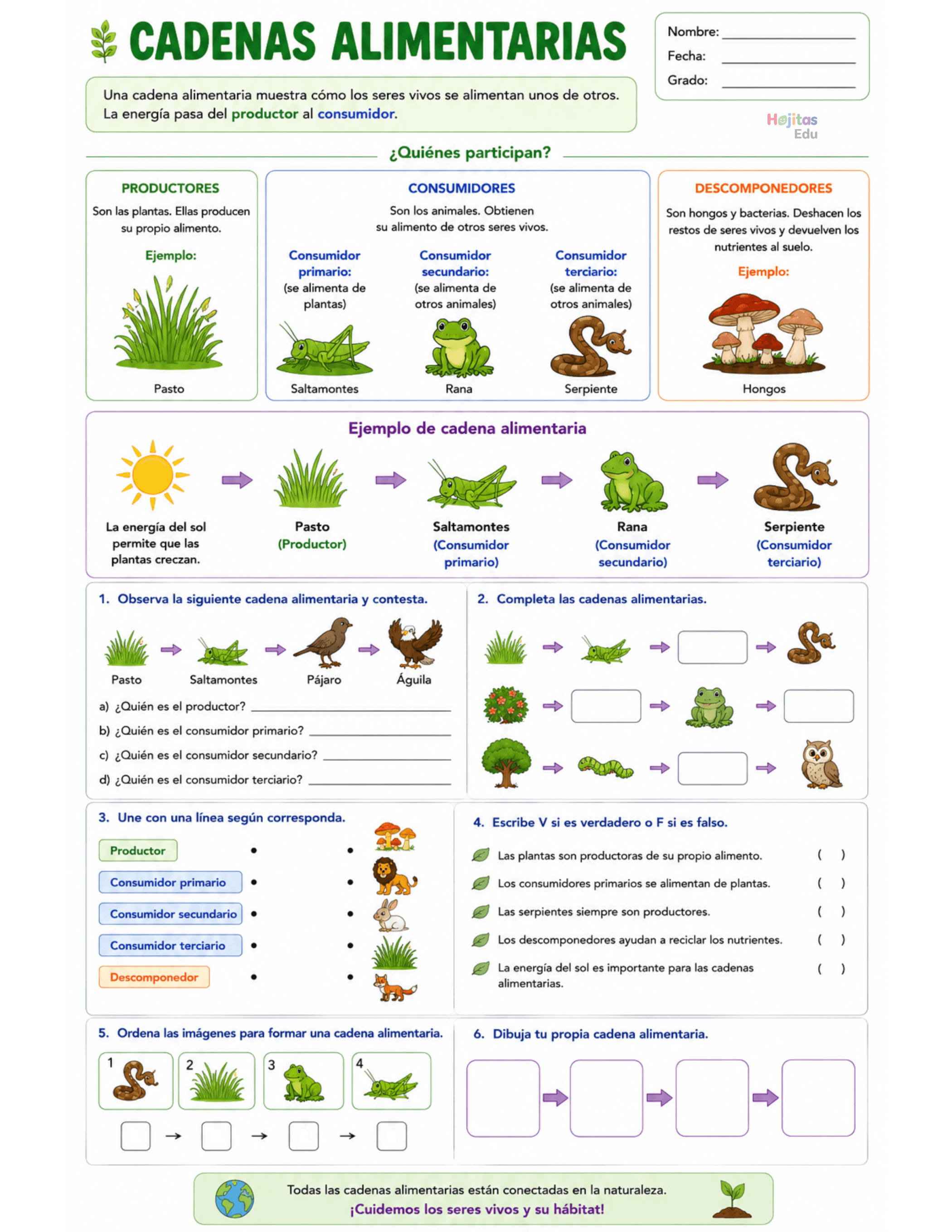 Cadenas Alimentarias: Productores, Consumidores y Descomponedores