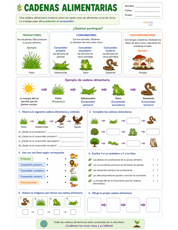Cadenas Alimentarias: Productores, Consumidores y Descomponedores