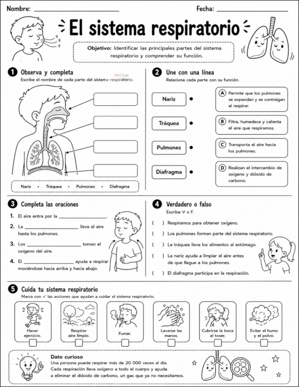 El sistema respiratorio