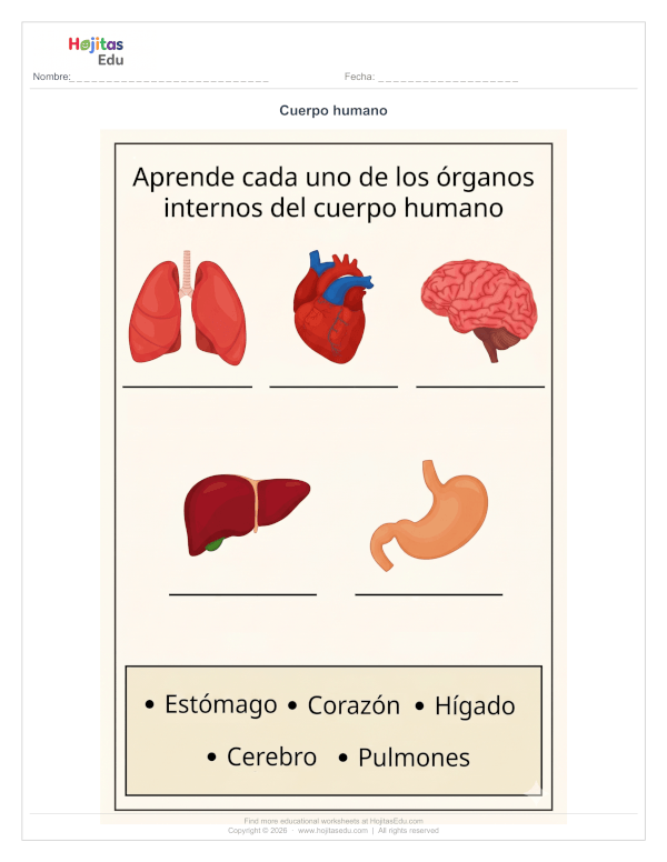 Identifica los Órganos del Cuerpo Humano — Ficha con Banco de Palabras