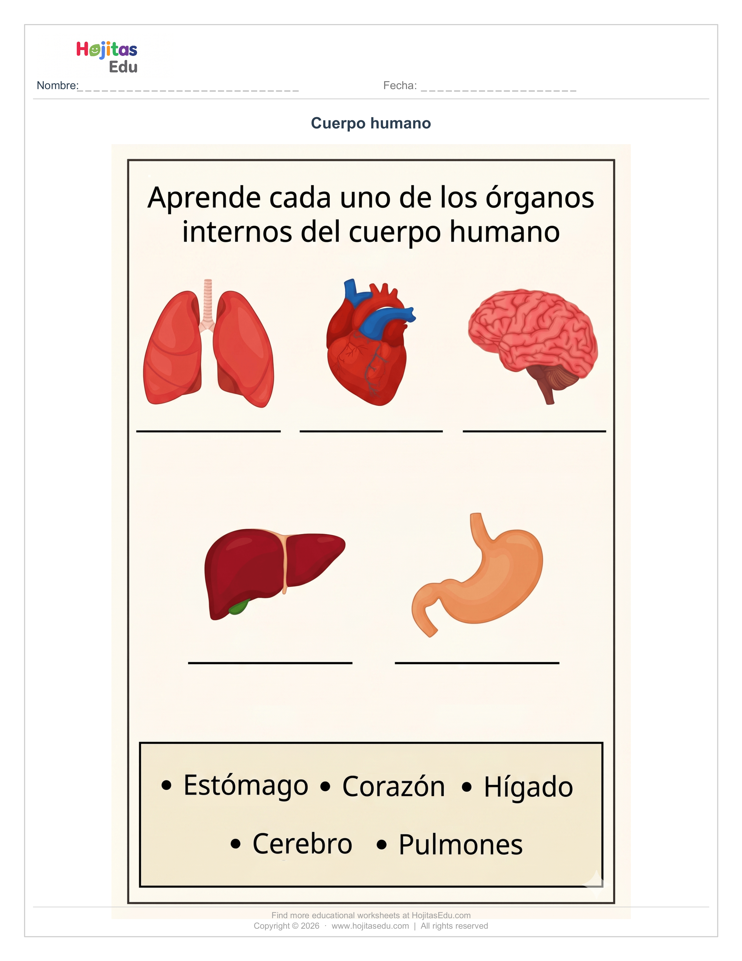 Identifica los Órganos del Cuerpo Humano — Ficha con Banco de Palabras