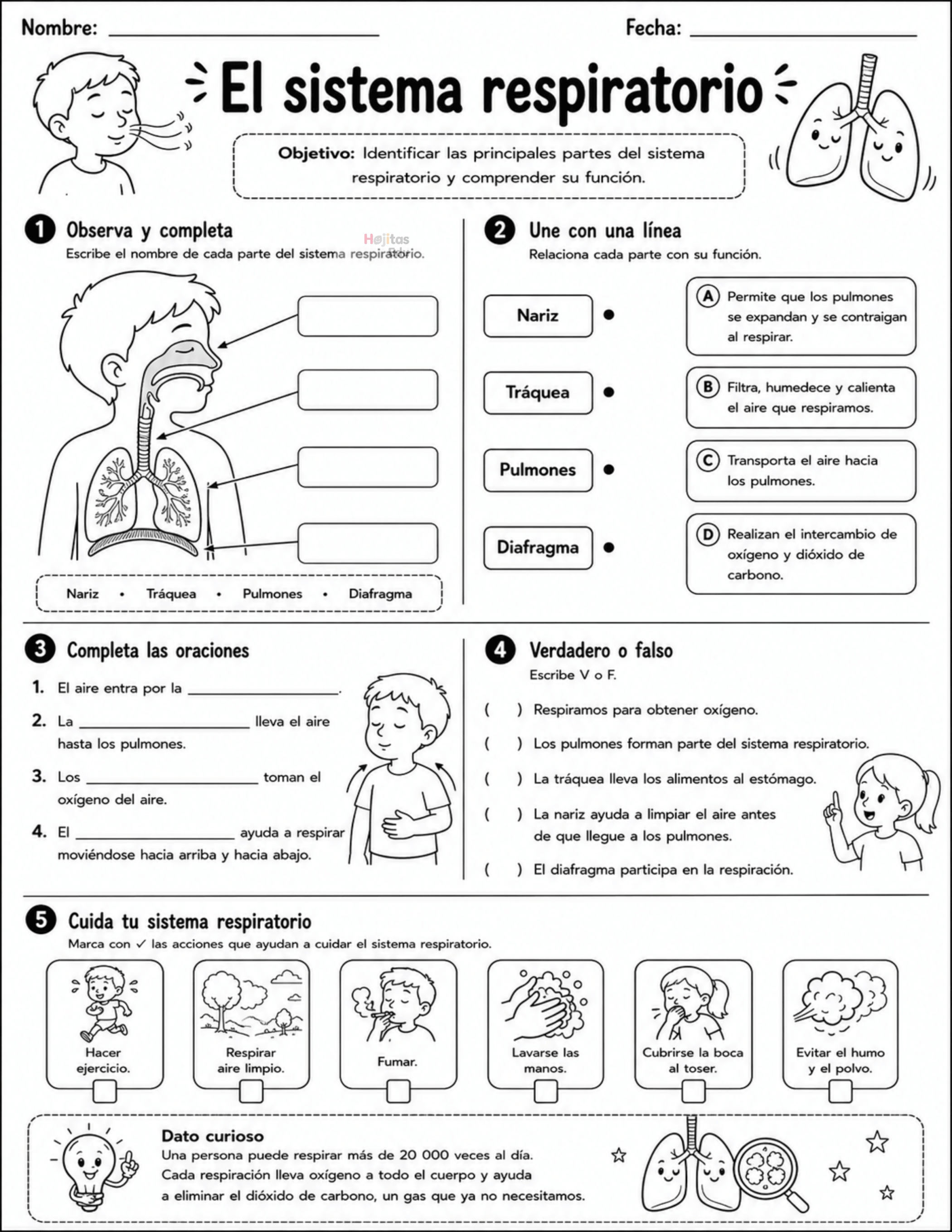 El sistema respiratorio