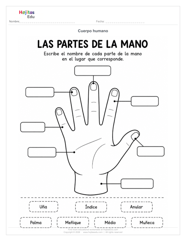Partes de la Mano — Ficha para Identificar y Etiquetar