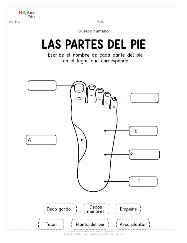 Partes del Pie — Ficha para Identificar y Etiquetar