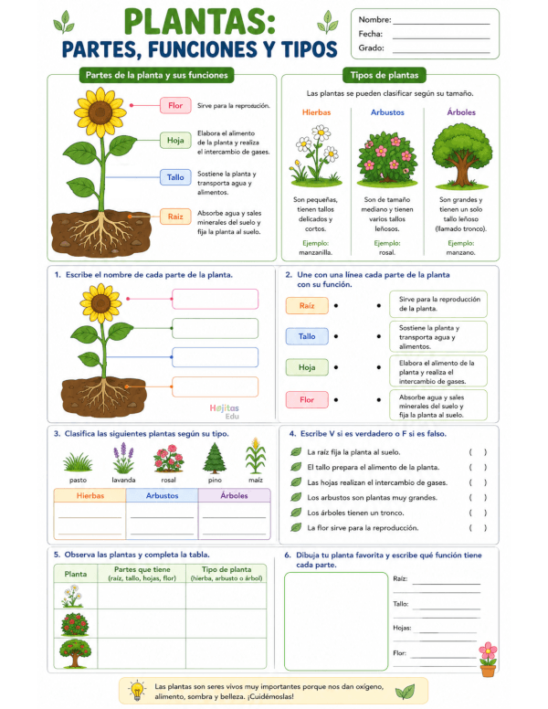 Plantas: Partes, Funciones y Tipos